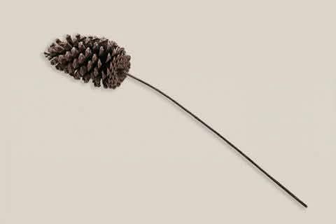 Pine Cone with Stem Large - Home and Soul
