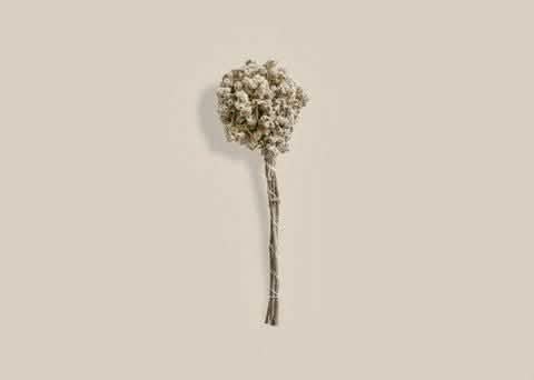 White Dried Flowers - Home and Soul