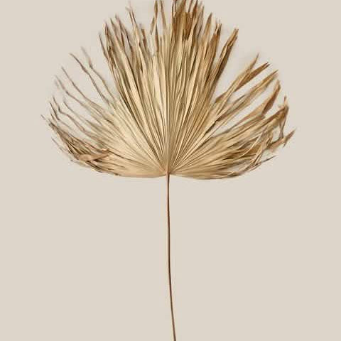 Palm Leaf New - Home and Soul