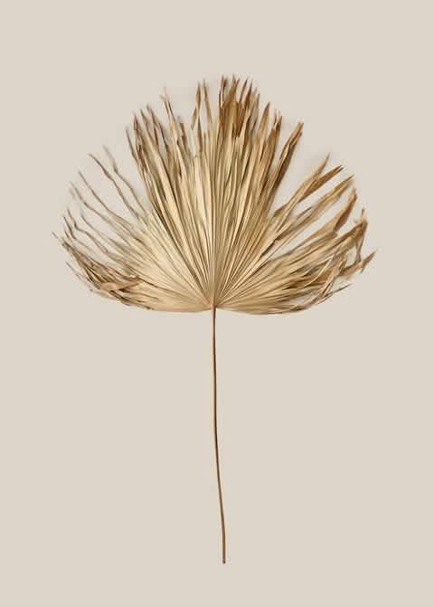 Palm Leaf New - Home and Soul