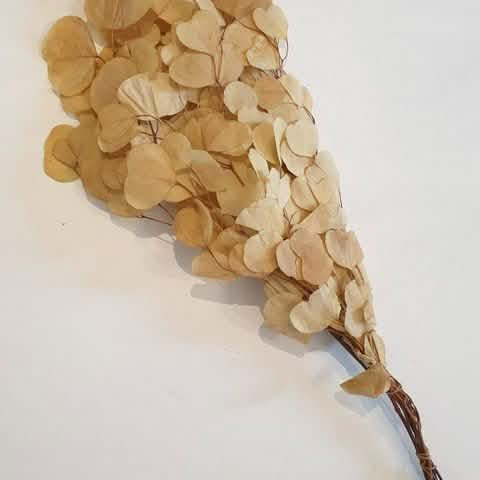 Eucalyptus Off White - Home and Soul