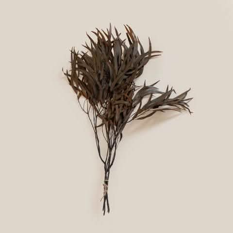 Seeded Eucalyptus Brown - Home and Soul