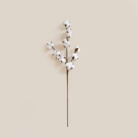 Cotton Large - Home and Soul