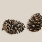 Pine Cone Large