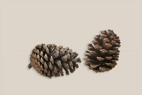 Pine Cone Large