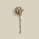 White Dried Flowers