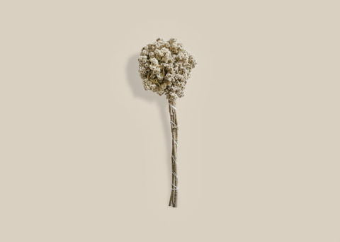 White Dried Flowers