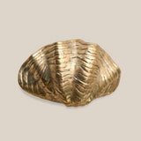 Small Bronze Shell 1