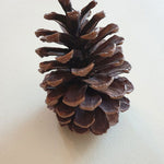 Pine Cone