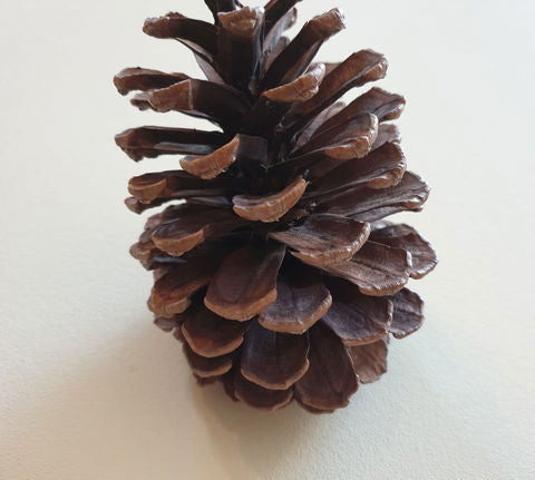 Pine Cone