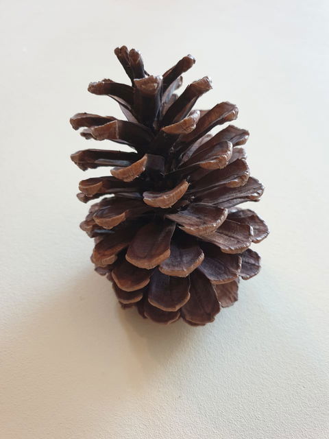 Pine Cone