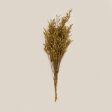 Bloom broom Mustard