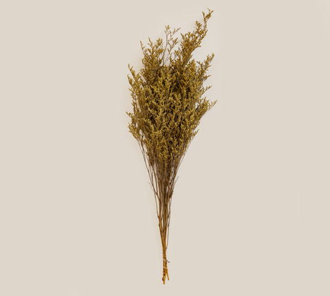 Bloom broom Mustard