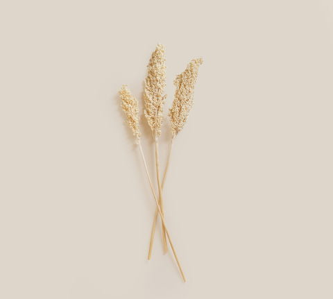 Dried Flower Natural