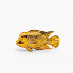 Aureo Flowerhorn Fish Bronze Decor Medium - Home and Soul